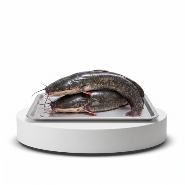 Frozen Catfish Medium Size
